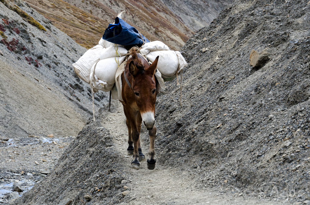Dzień 10: Jeden z naszych mułów w drodze z Shey Gompa na przełęcz Namgung La